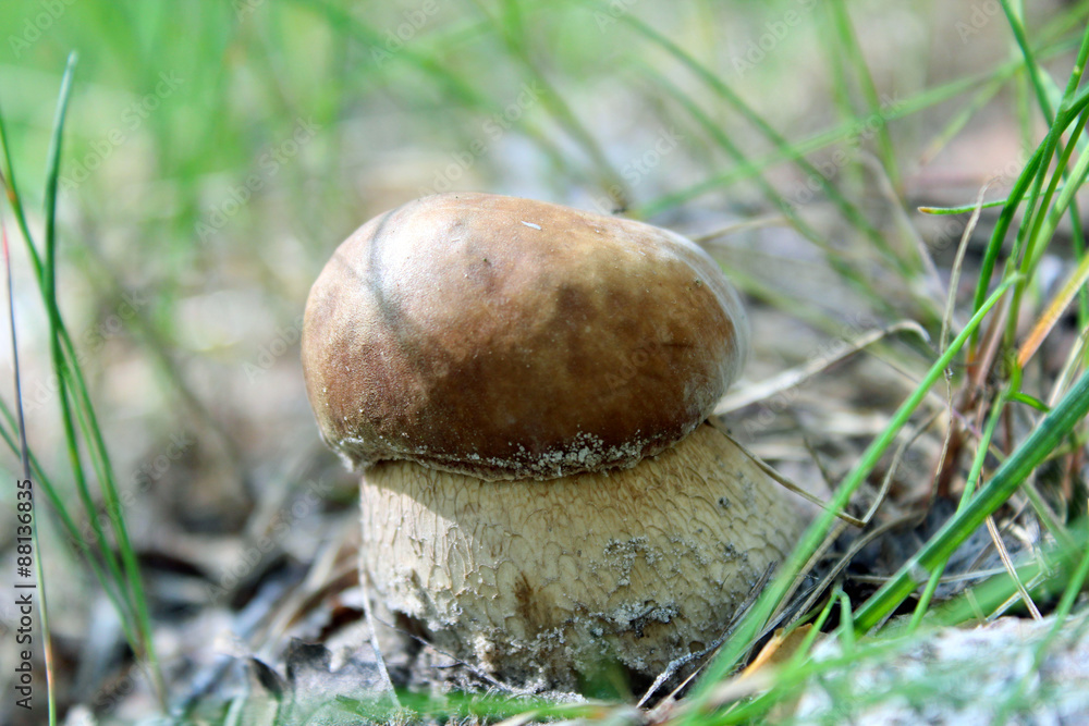 Beautiful and small cep in the grass Beautiful and small cep in the grass