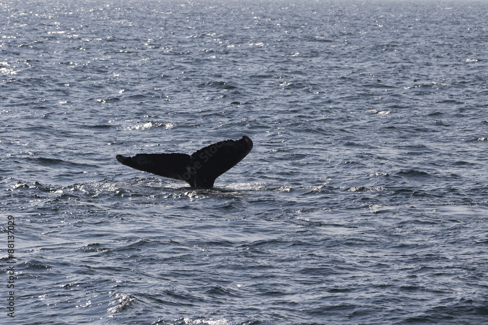 Fototapeta premium Whale watching.