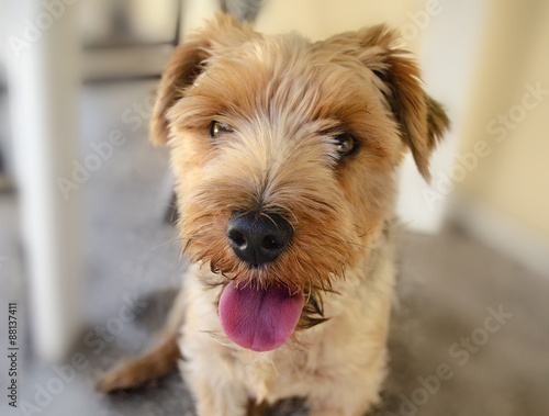 YorkshireTerrier looking with the tongue out