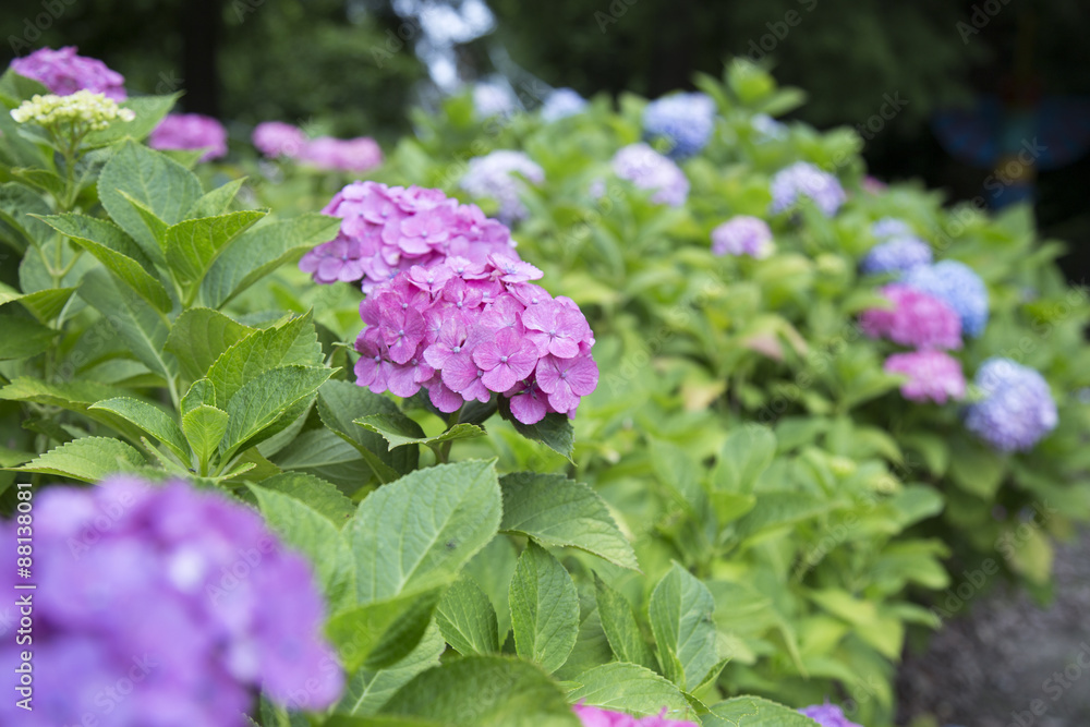 紫陽花