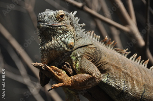 Iguane