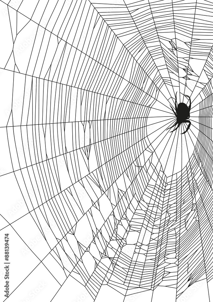 The vector illustration of web and spider on white background