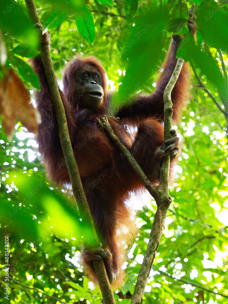 Obraz premium The orangutang