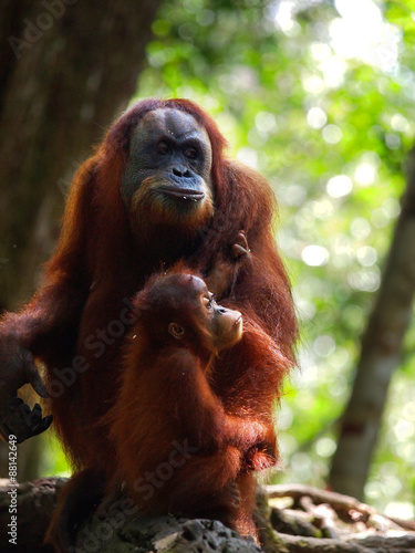 The orangutang