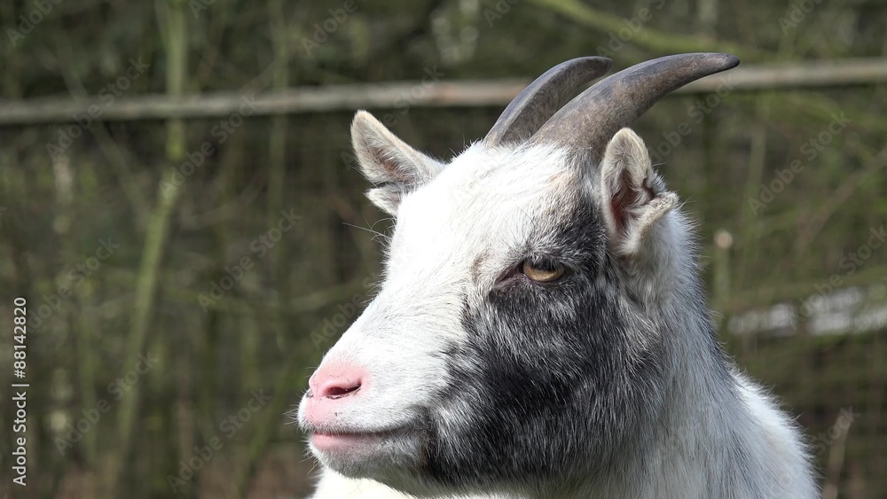 White goat looking in the nature