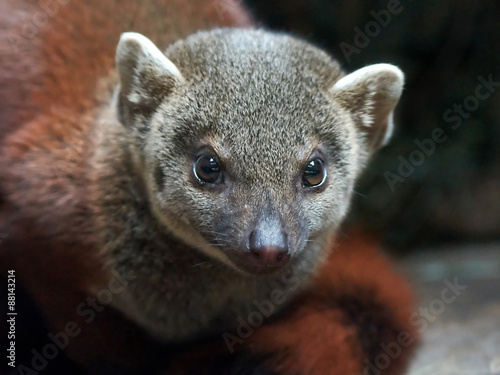 Madagascar ring-tailed mongoose (Galidia elegans) photo