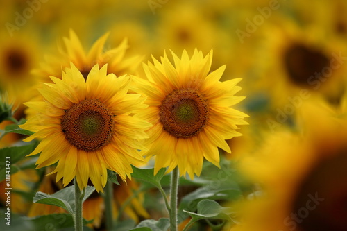 Fototapeta Naklejka Na Ścianę i Meble -  Sonnenblumen