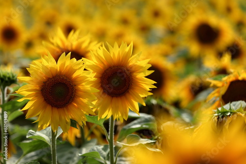 Fototapeta Naklejka Na Ścianę i Meble -  Sonnenblumen