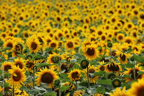 Fototapeta Naklejka Na Ścianę i Meble -  Sonnenblumen