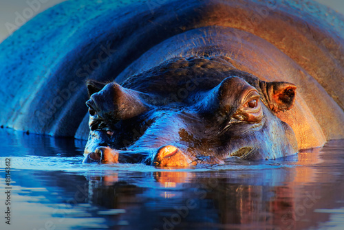 Hippopotamus  at sunset