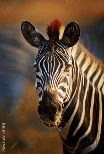Zebra portrait close-up