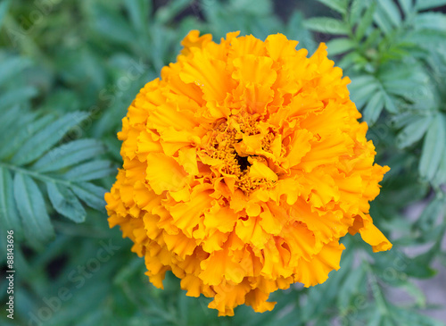 Beautiful yellow carnation close-up. Flowers and gardens