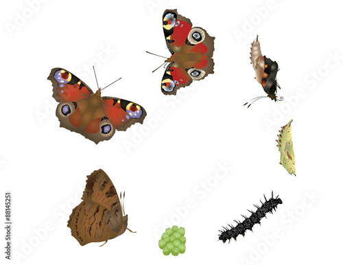 Life cycle of butterfly