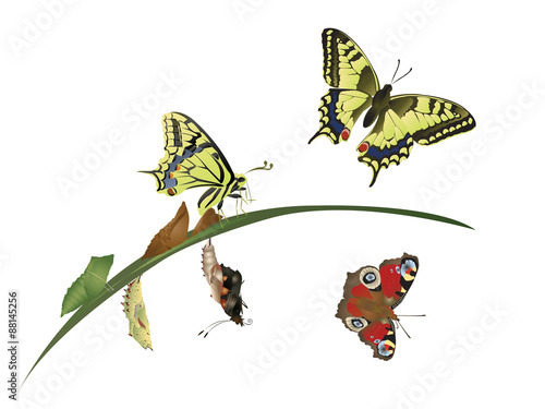 Life cycle of butterfly