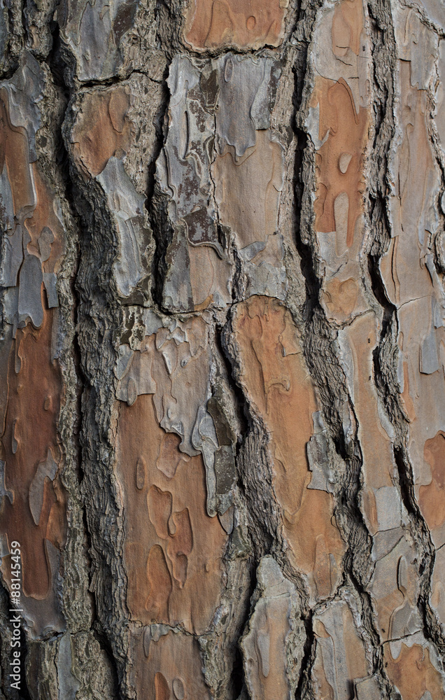 tree bark tree bark