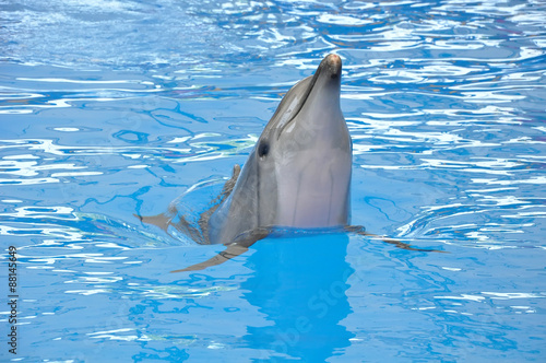 bottlenose dolphin in blue water © wolfelarry