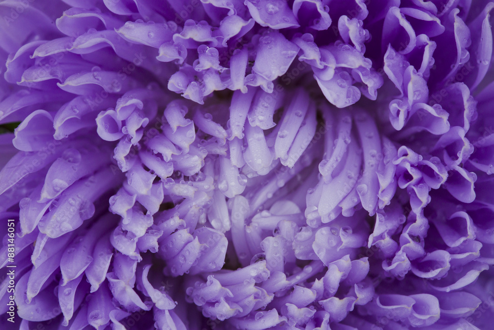 Flowers asters. Flowers asters.
