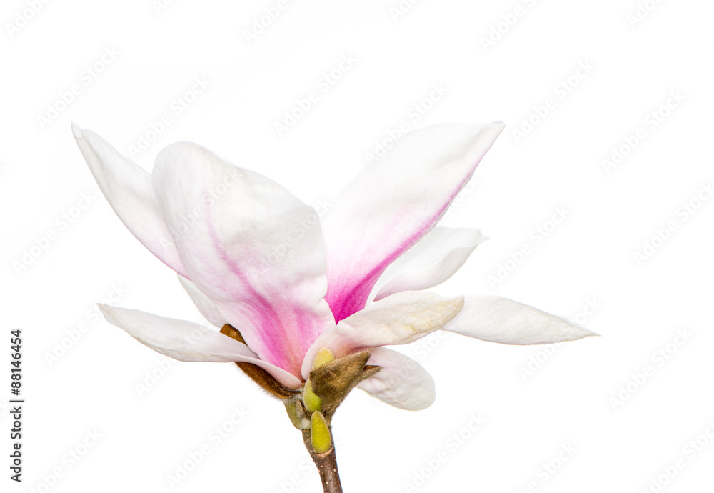 Fototapeta premium Magnolia Blossom