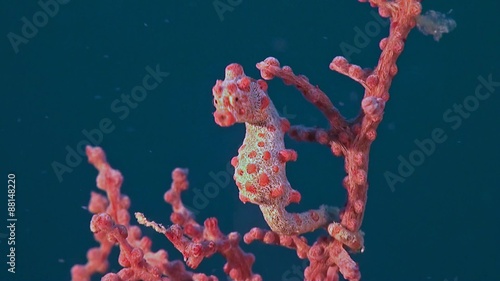 Pink Pygmy seahorse on gorgonian coral.
