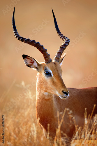 Impala male portrait photo