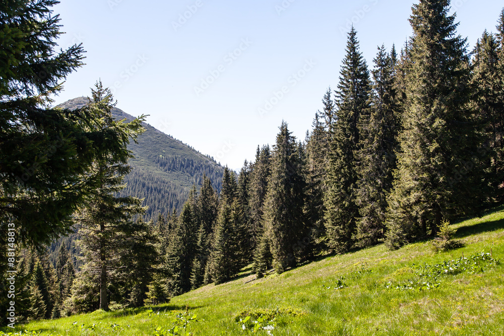 Pine Tree Forest in the Montains on a Nice Day