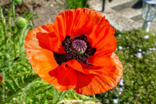 Wilder Mohn