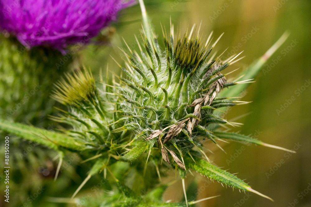 Distel - Mariendistel - Detailaufnahme Distel - Mariendistel - Detailaufnahme