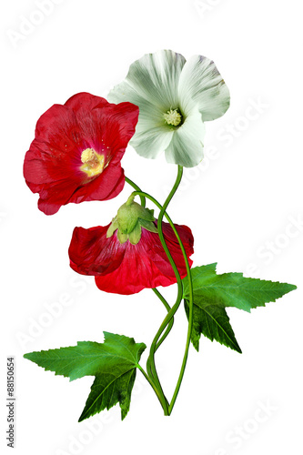 mallow flowers with leaves isolated on white background
