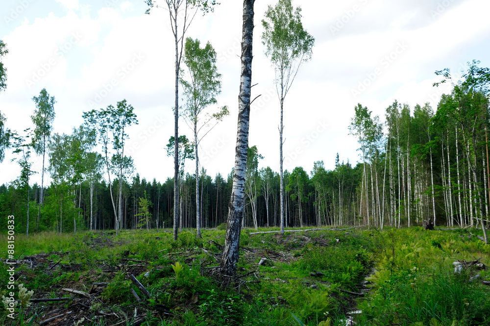 Obraz premium Birkenwald, Puhata Nationalpark / Estland
