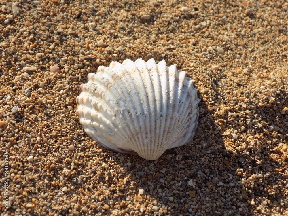 Shell in sand Shell in sand