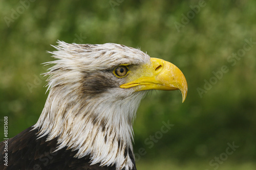 Jonge Amerikaanse zeearend kijkt aandachtig.