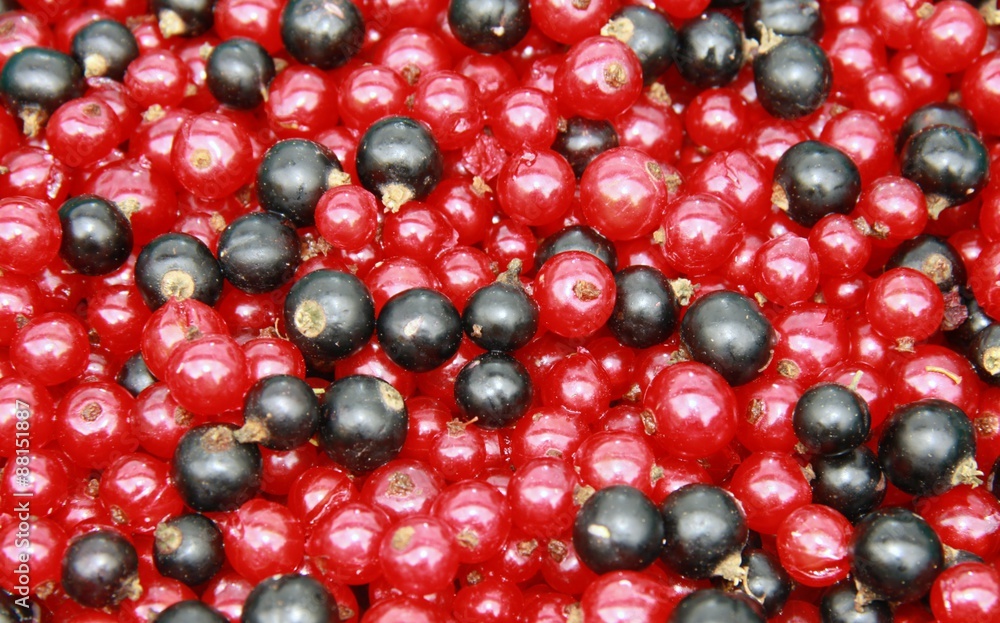 Rote und schwarze Johannisbeeren Rote und schwarze Johannisbeeren