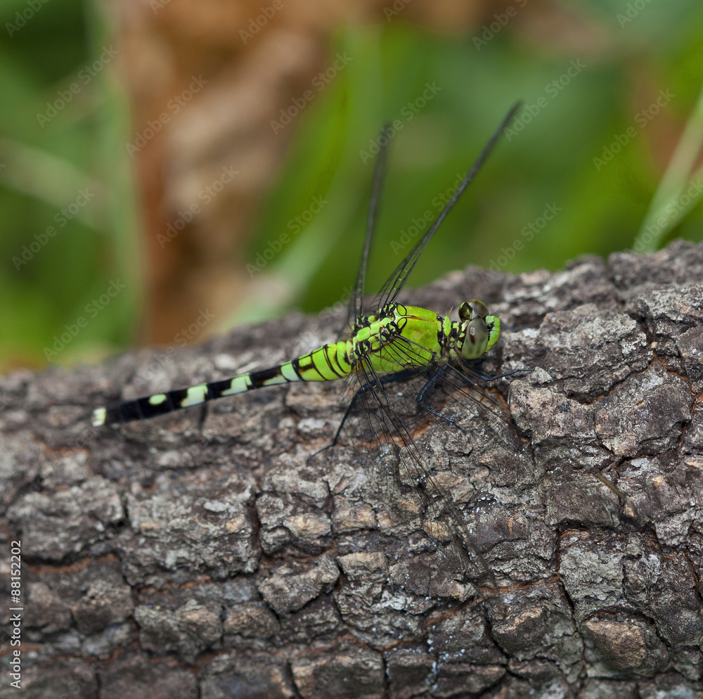 Dragonfly Dragonfly