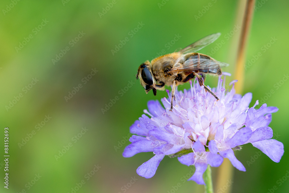 abeille sur fleur abeille sur fleur