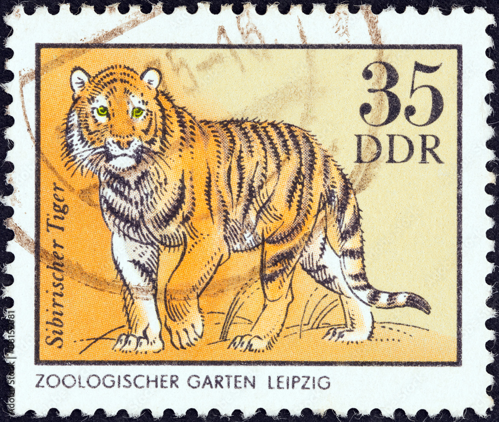 Fototapeta premium Siberian tiger (German Democratic Republic 1975)