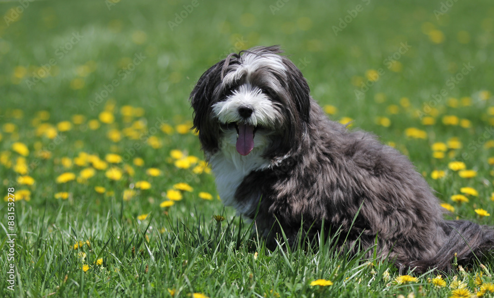 A small black and white long hair dog sits in the park with green grass and yellow dandelions.