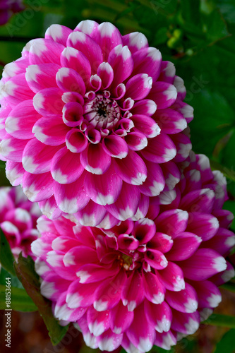 Fototapeta Naklejka Na Ścianę i Meble -  Two beautiful purple dahlia flowers