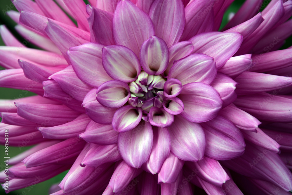 Obraz premium Close up of beautiful purple dahlia flower