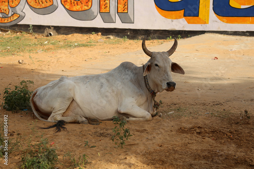 Heilige Kuh in Indien photo