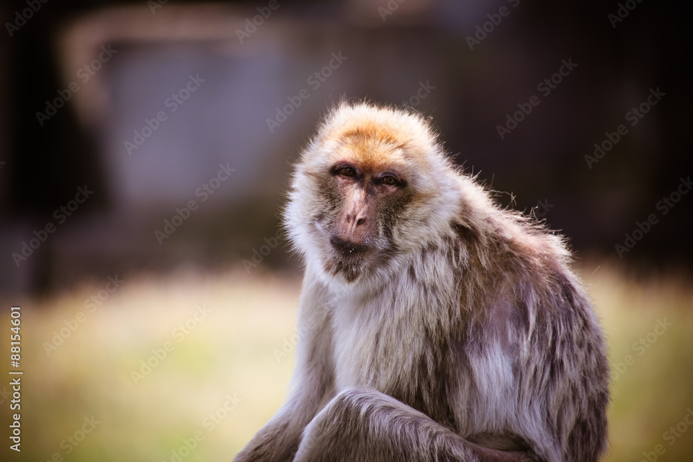 Obraz premium Nahaufnahme von einem Berberaffen (Macaca sylvanus)