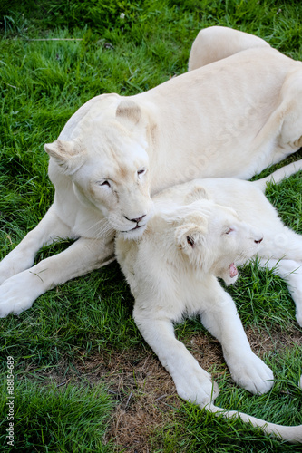 Fototapeta Naklejka Na Ścianę i Meble -  Weiße Löwin kümmert sich um ihren Nachwuchs