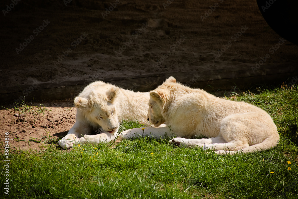 Weiße Babylöwen chillen in der Sonne Weiße Babylöwen chillen in der Sonne