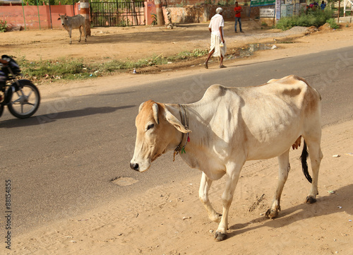Heilige Kuh in Indien