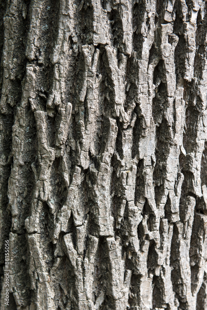 Obraz premium Ash tree bark vertical texture closeup