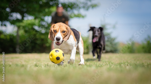 Obraz na plátně Dogs chasing a soccer ball