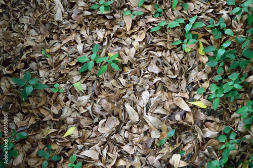 autumn leaves and leaf Background