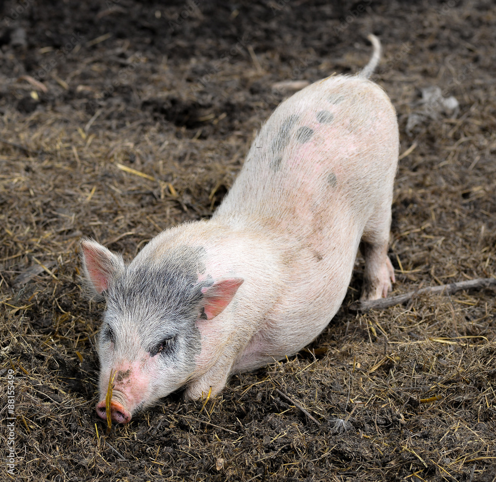 Little piglet/Little funny piglet on a farm Little piglet/Little funny piglet on a farm