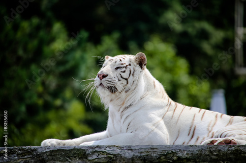 Fototapeta Naklejka Na Ścianę i Meble -  Nahaufnahme von einem weißen Tiger