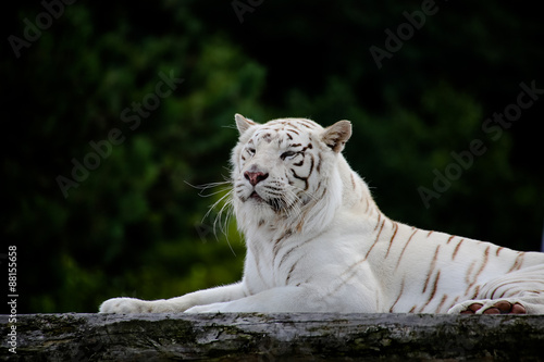 Fototapeta Naklejka Na Ścianę i Meble -  Nahaufnahme von einem weißen Tiger