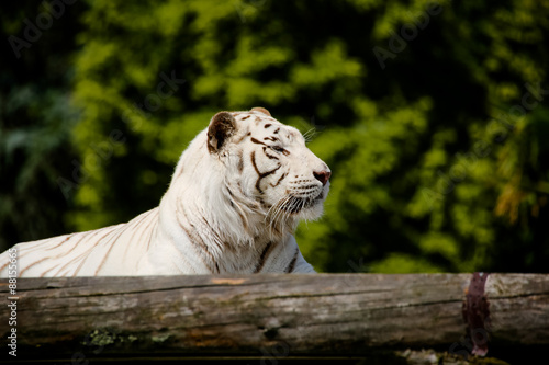 Fototapeta Naklejka Na Ścianę i Meble -  Nahaufnahme von einem weißen Tiger